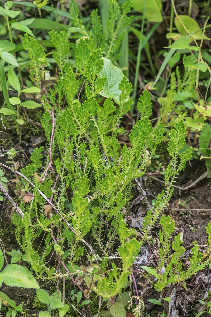 Selaginella seemannii photo 2