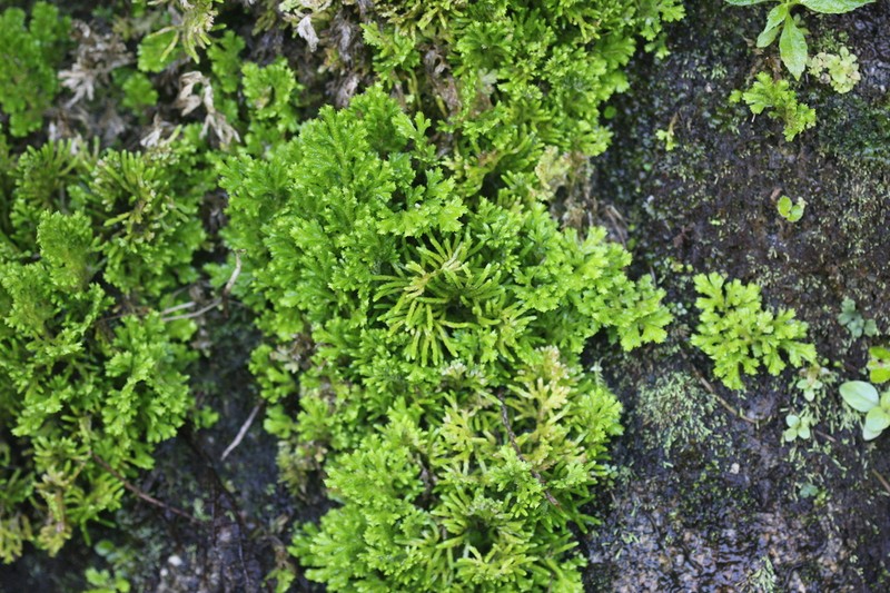 Selaginella seemannii photo 3