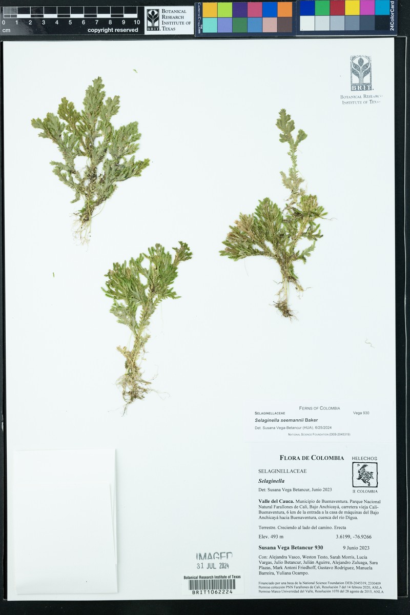 Selaginella seemannii photo 4