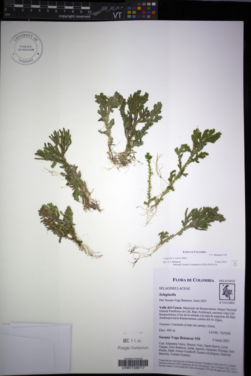 Selaginella seemannii photo 5