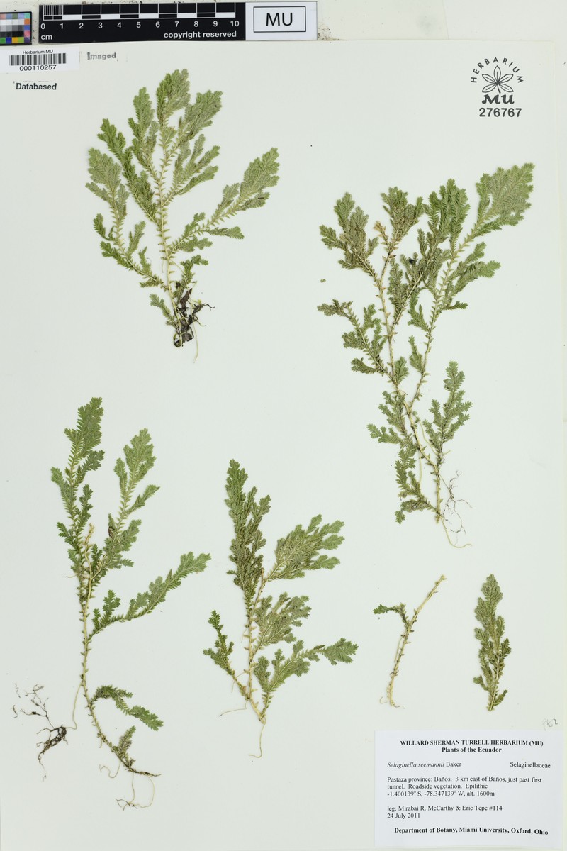 Selaginella seemannii photo 6