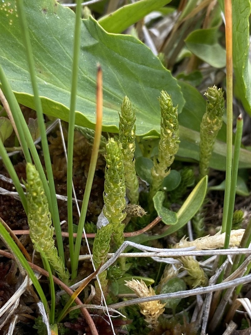 Club Spikemoss photo 4