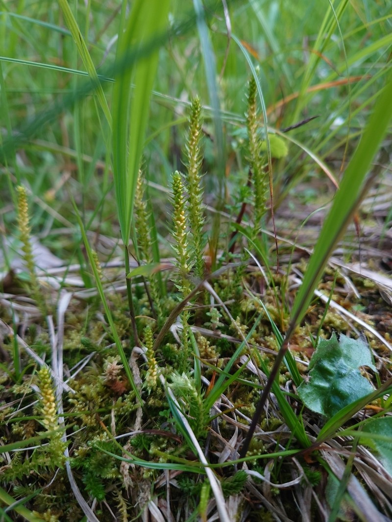 Club Spikemoss photo 5