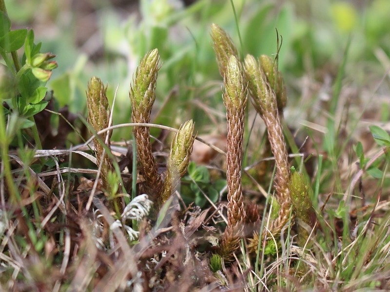 Club Spikemoss photo 6