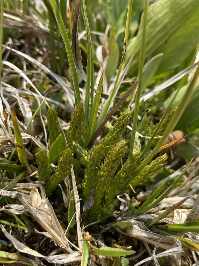 Club Spikemoss photo 7