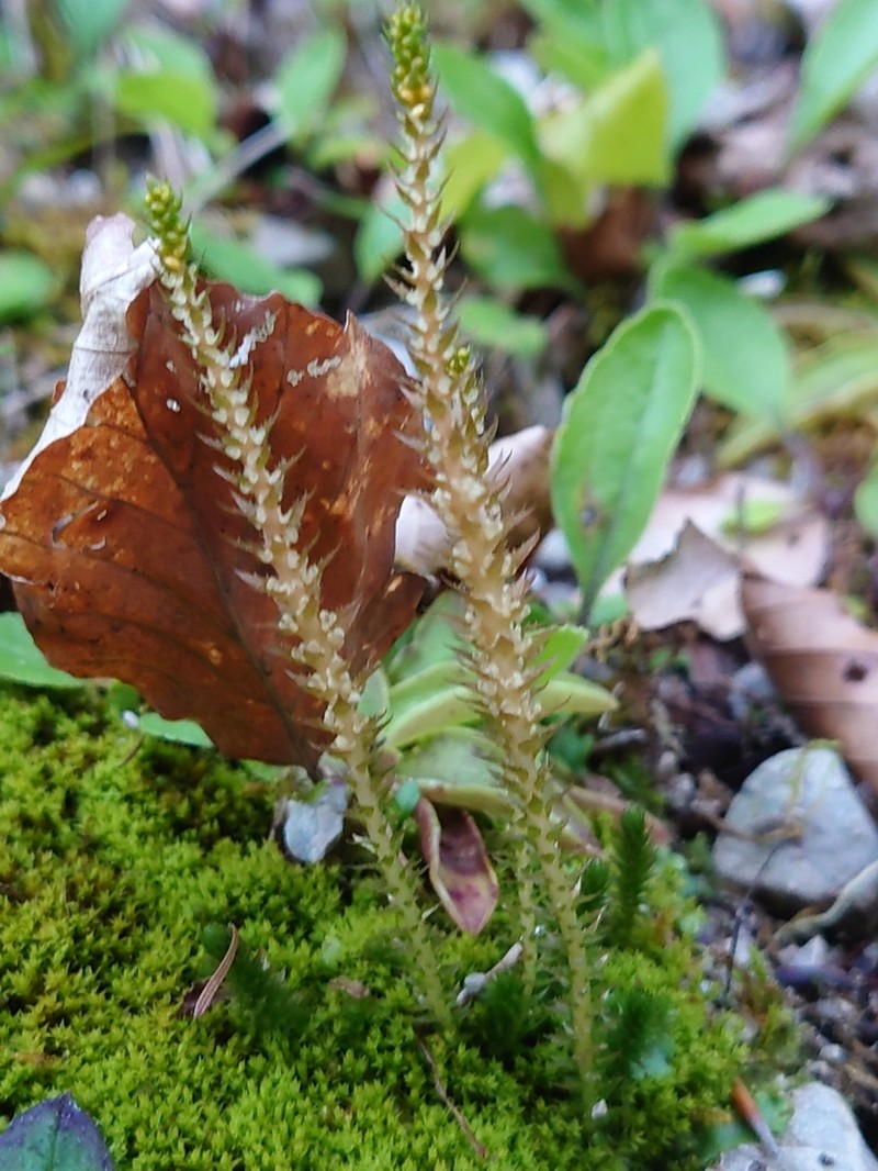 Club Spikemoss photo 8
