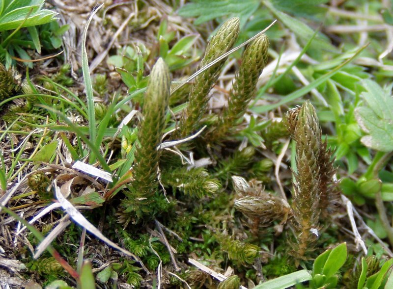 Club Spikemoss photo 5