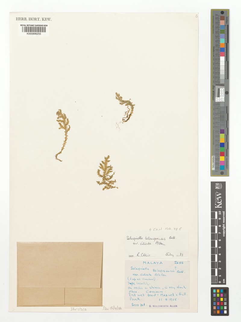 Selaginella selangorensis