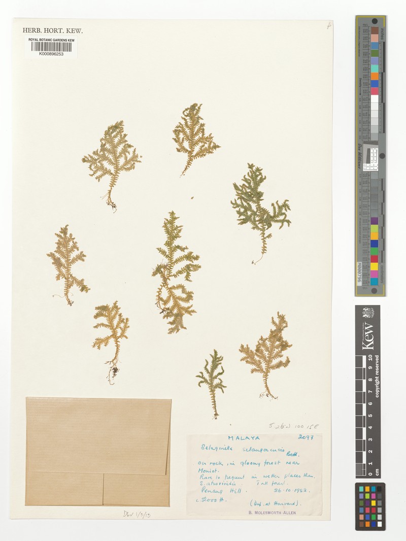 Selaginella selangorensis photo 2