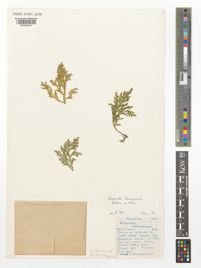 Selaginella selangorensis photo 3
