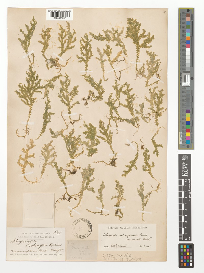 Selaginella selangorensis var. ciliata photo 2