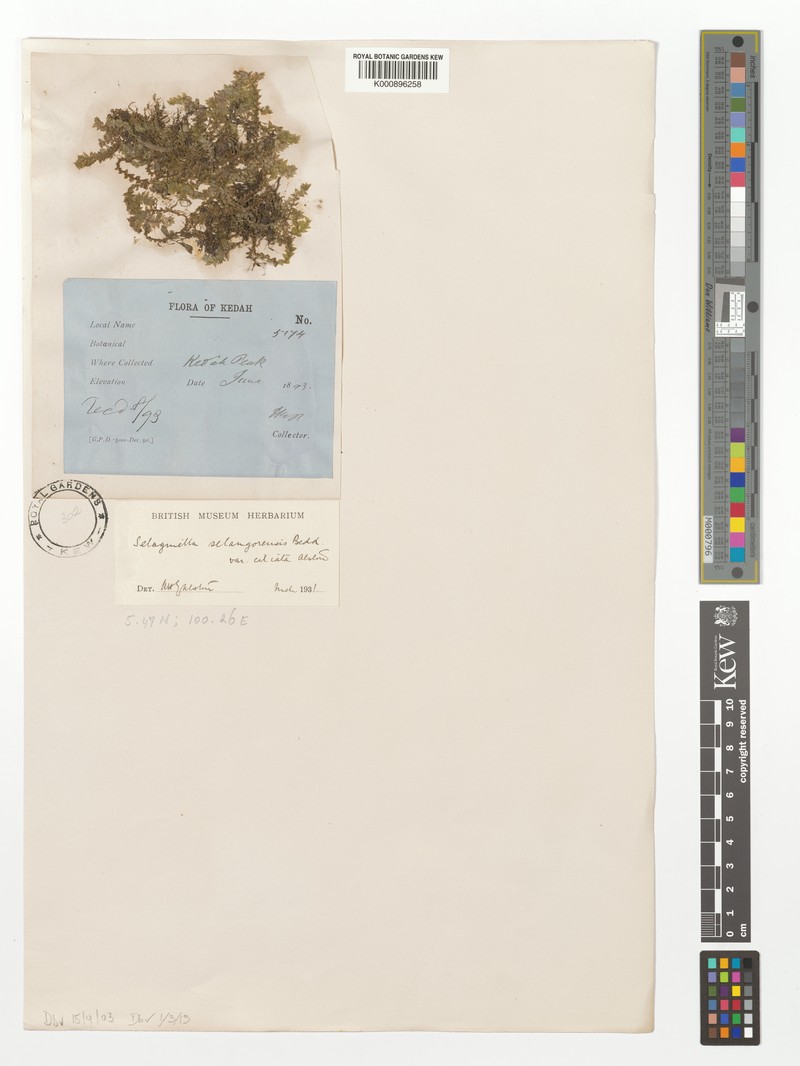 Selaginella selangorensis var. ciliata photo 4