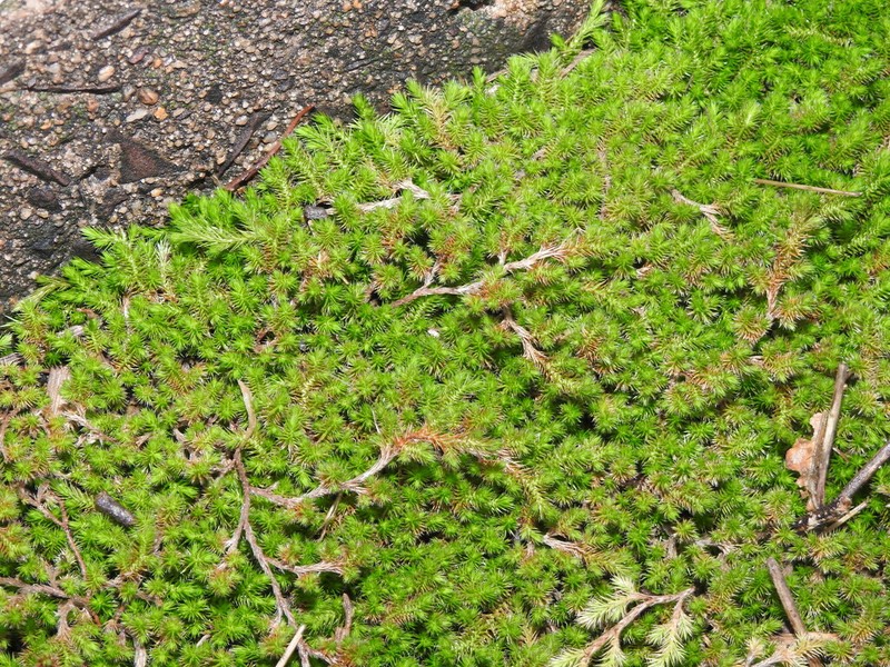 Selaginella sellowii photo 2