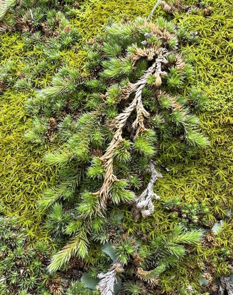 Selaginella sellowii photo 3