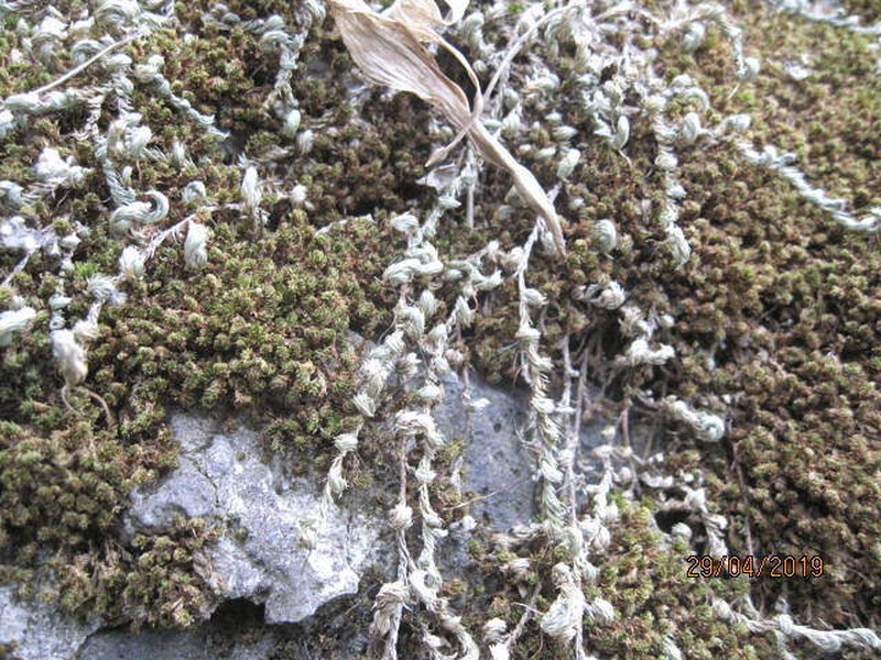 Selaginella sellowii photo 5