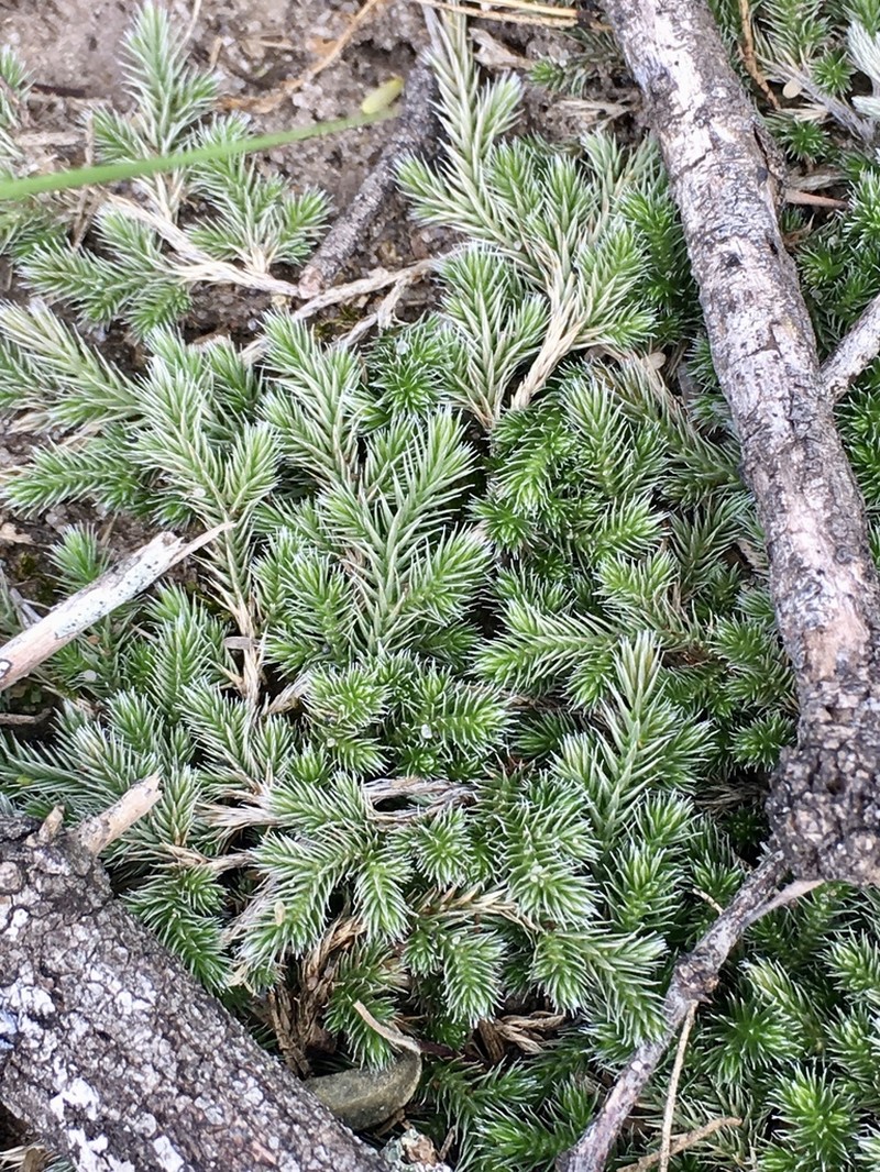 Selaginella sellowii photo 6