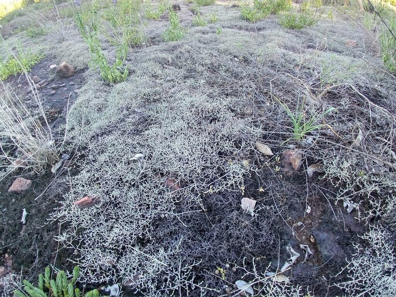 Selaginella sellowii photo 8