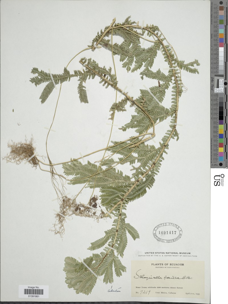 Selaginella sericea