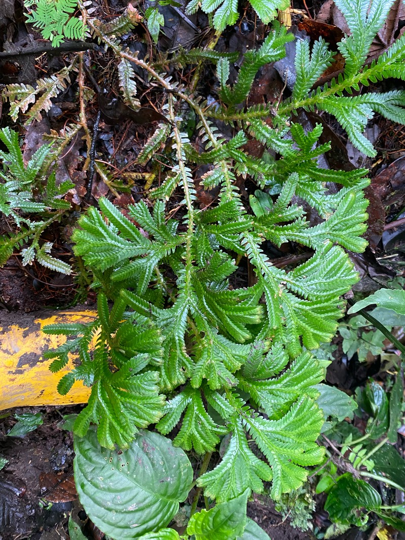 Selaginella sericea photo 3