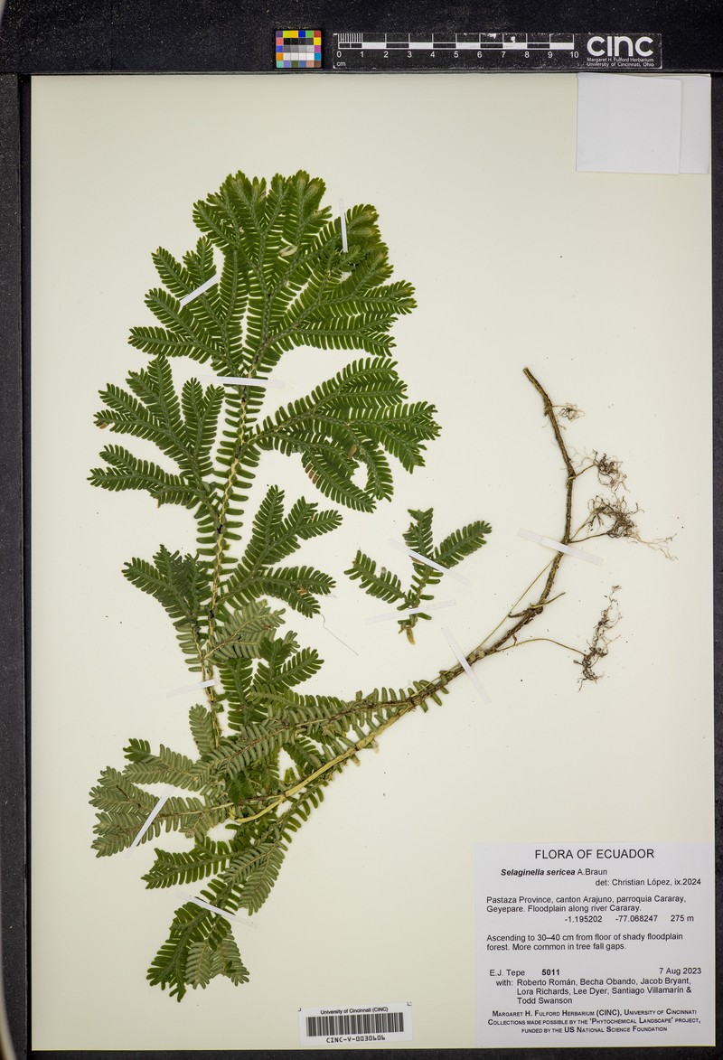 Selaginella sericea photo 4