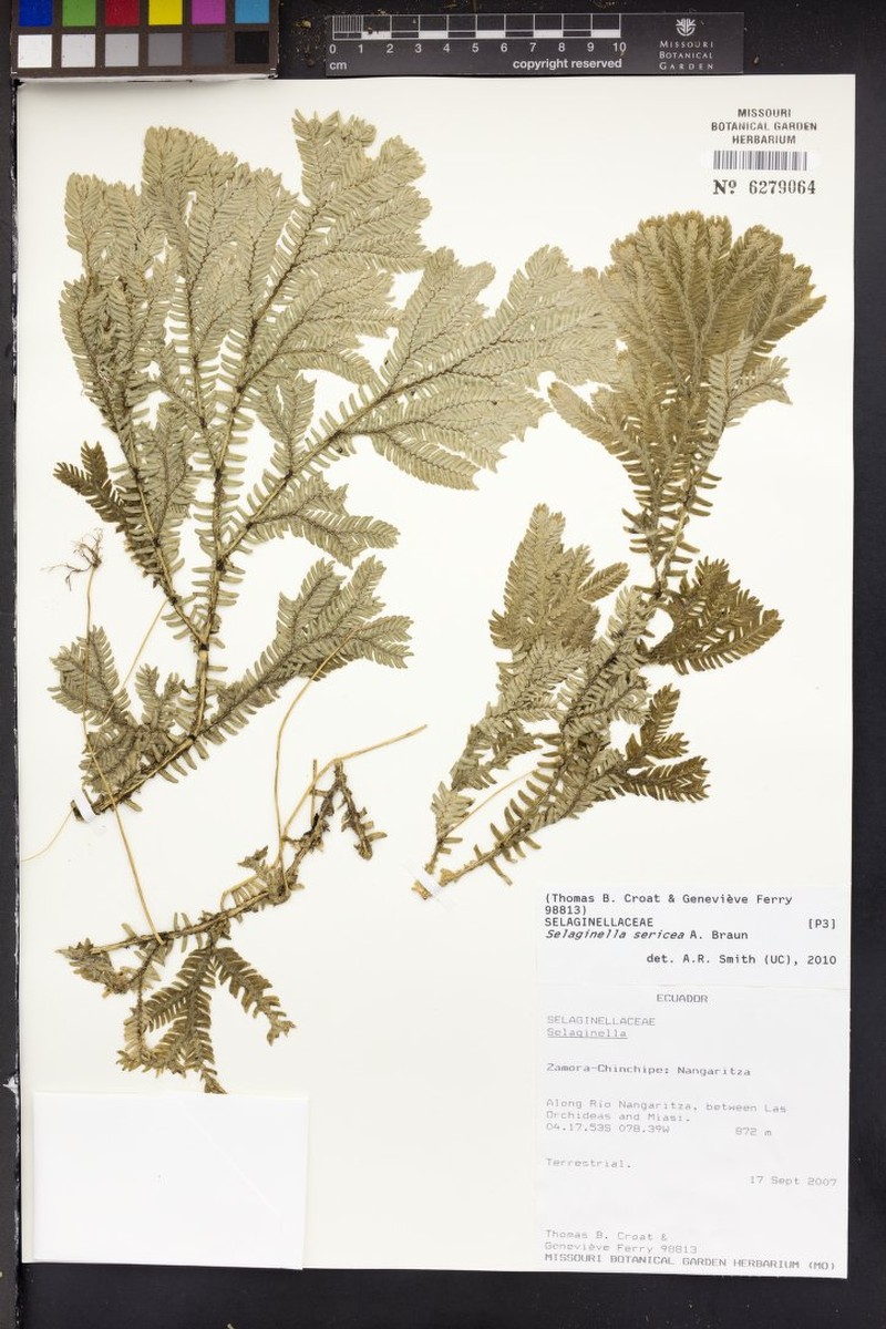 Selaginella sericea photo 5