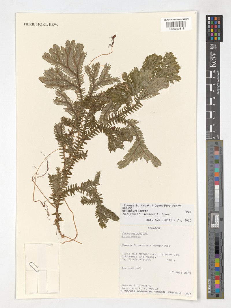 Selaginella sericea photo 6