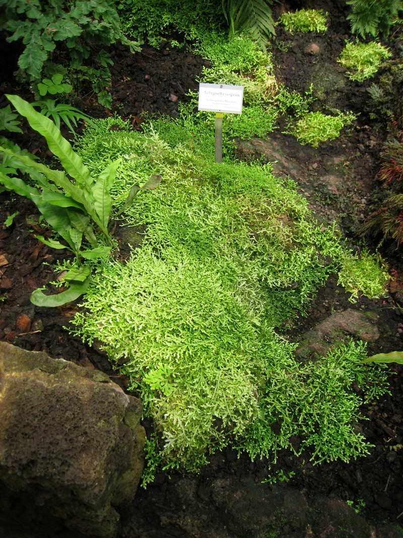 Selaginella serpens