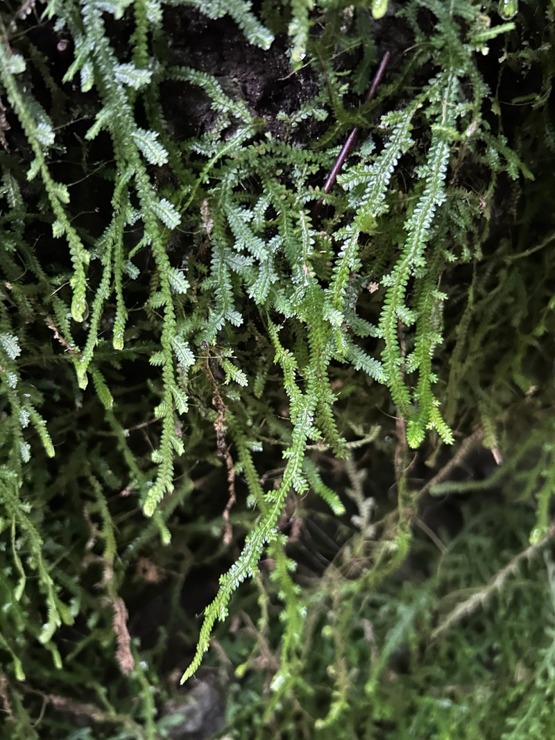 Selaginella serpens photo 2