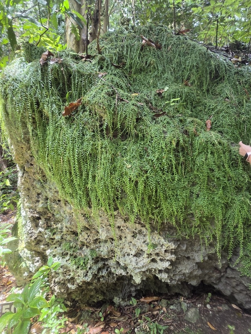 Selaginella serpens photo 3