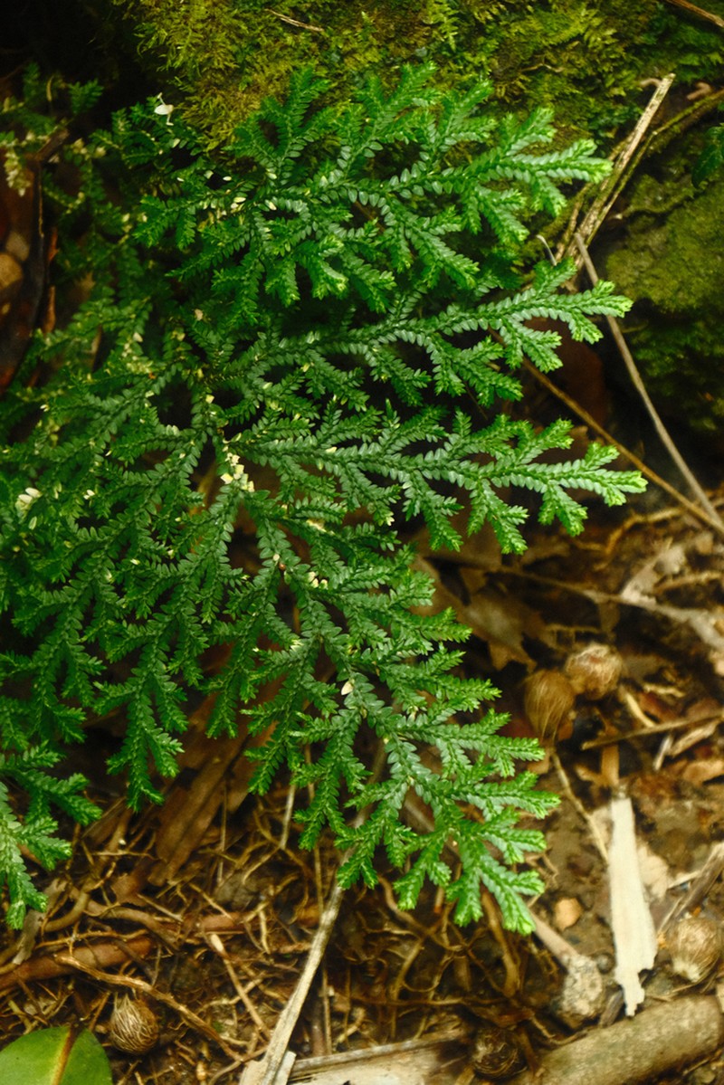 Selaginella serpens photo 5