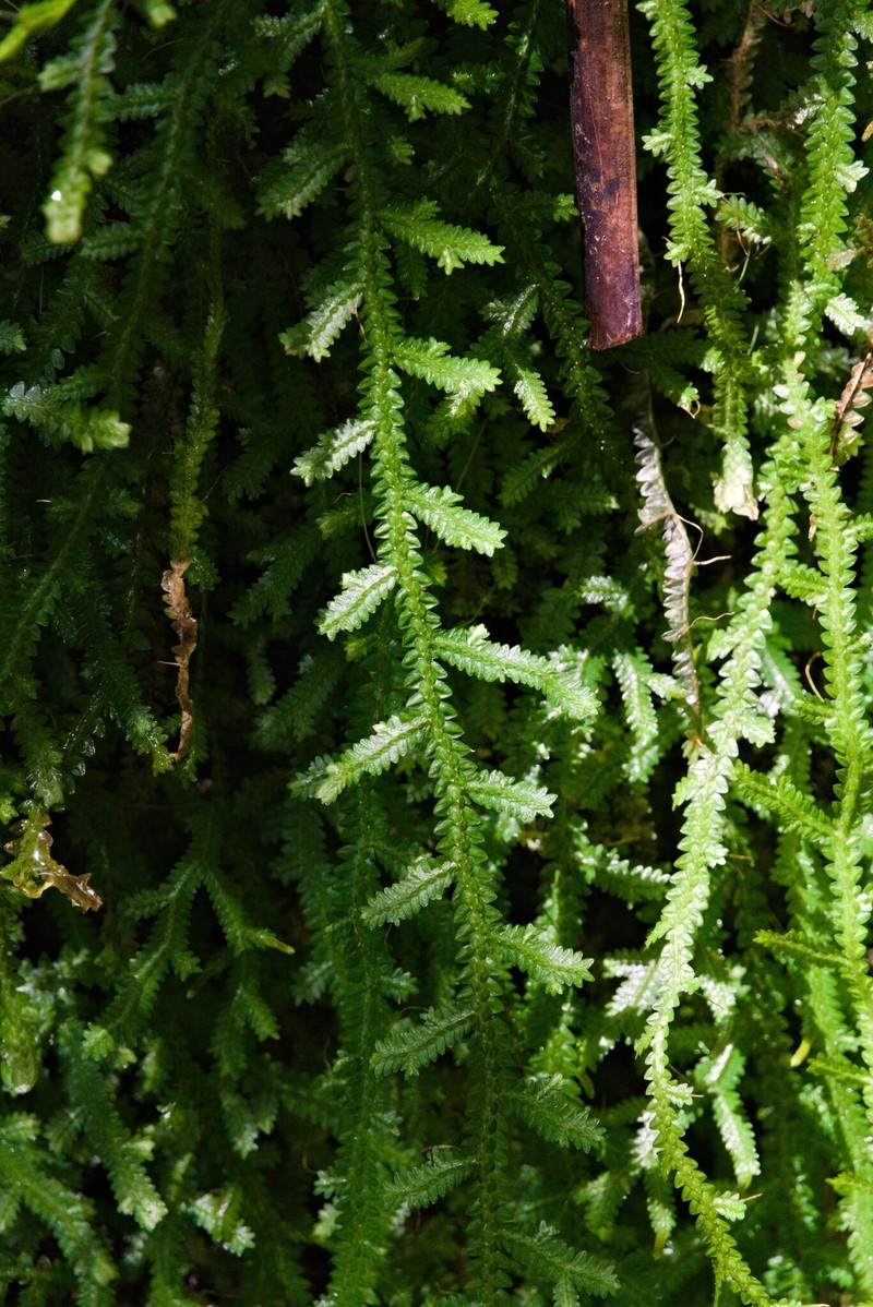 Selaginella serpens photo 6