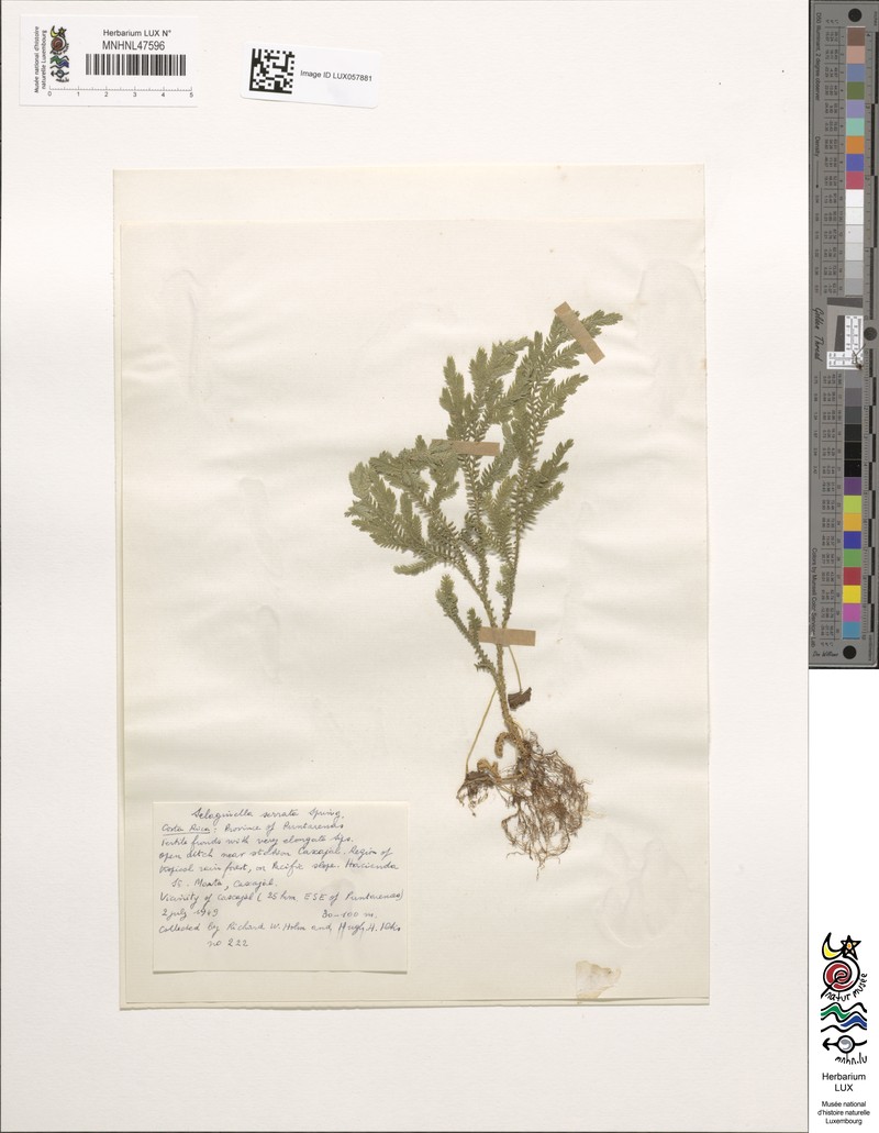 Selaginella serratosquarrosa