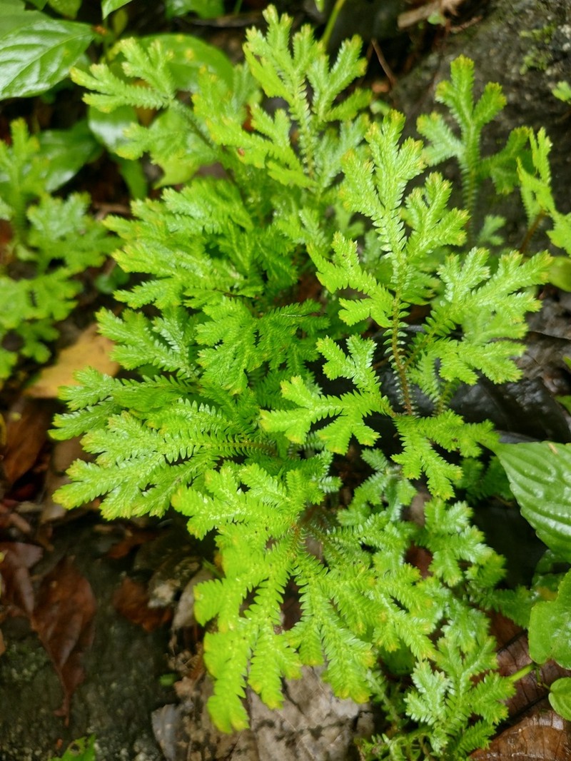 Selaginella sertata
