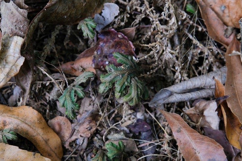 Selaginella sertata photo 2
