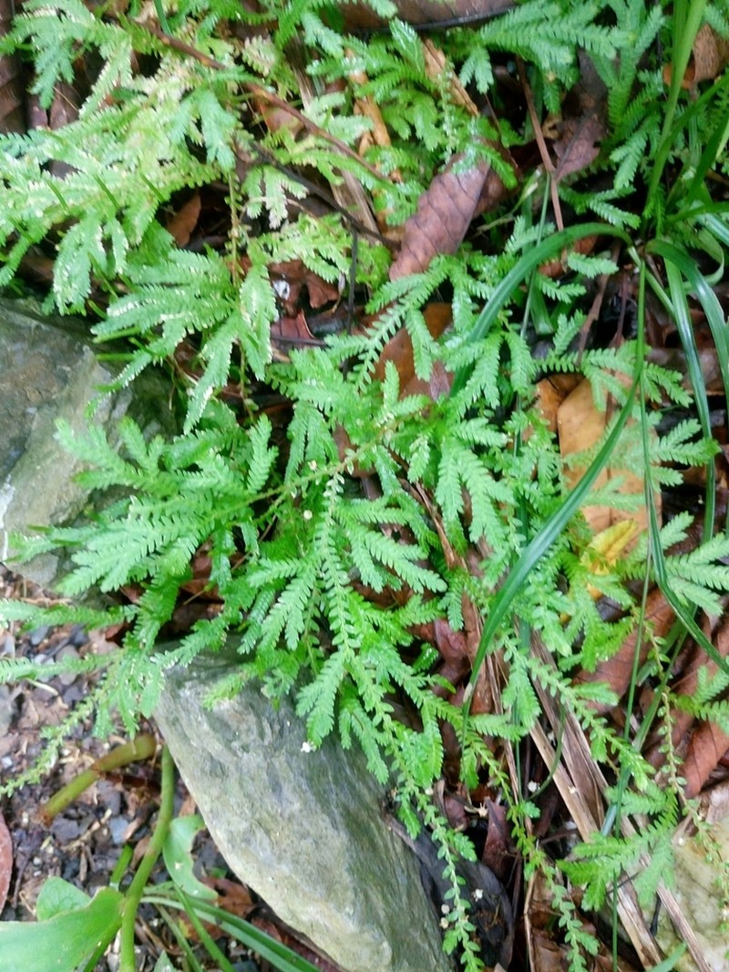 Selaginella sertata photo 3