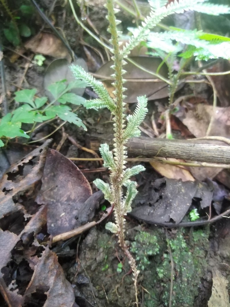 Selaginella sertata photo 4