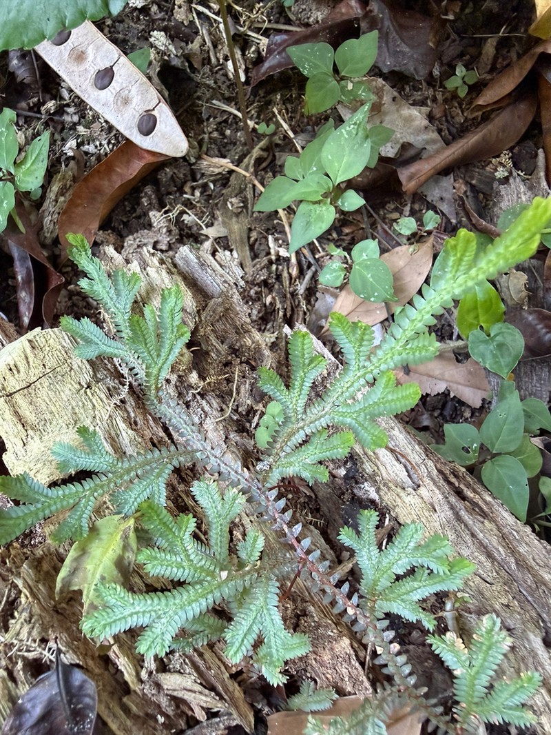 Selaginella sertata photo 5