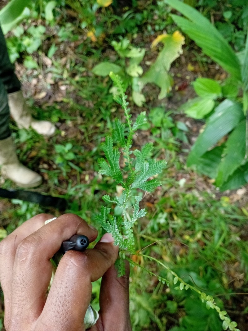 Selaginella sertata photo 6