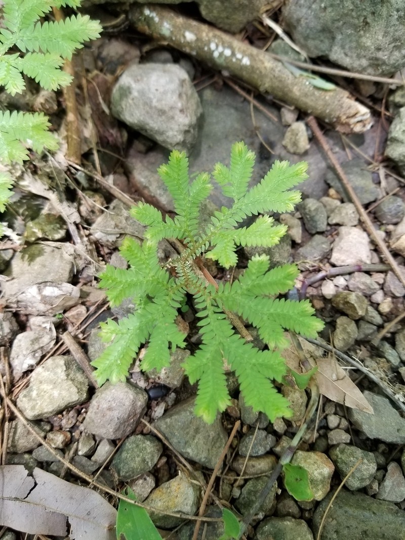 Selaginella sertata photo 7
