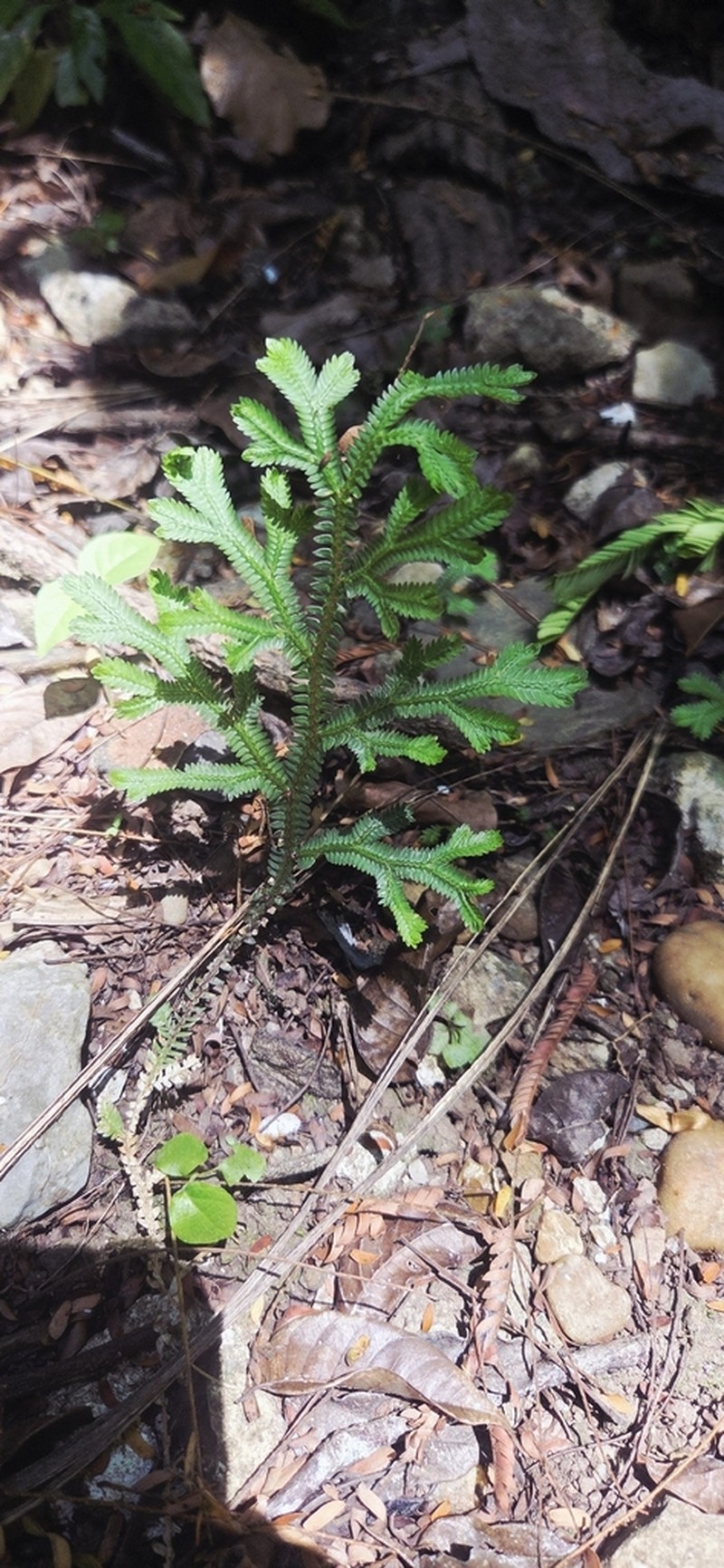 Selaginella sertata photo 8