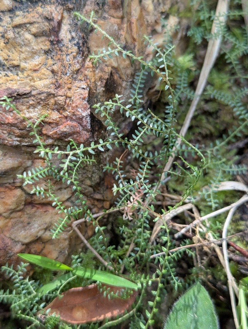 Selaginella sespillifolia