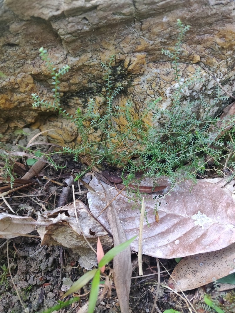 Selaginella sespillifolia photo 2