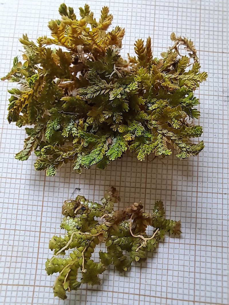 Selaginella sespillifolia photo 3