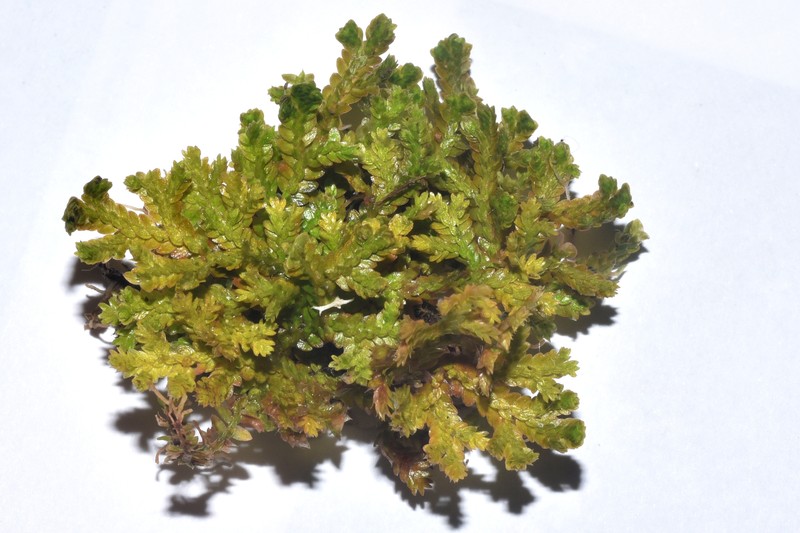 Selaginella sespillifolia photo 5
