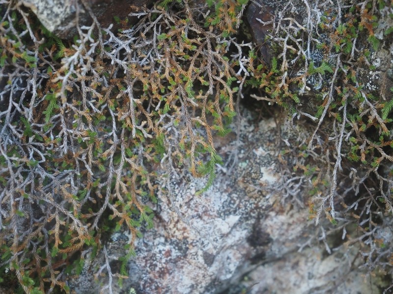 Selaginella shakotanensis