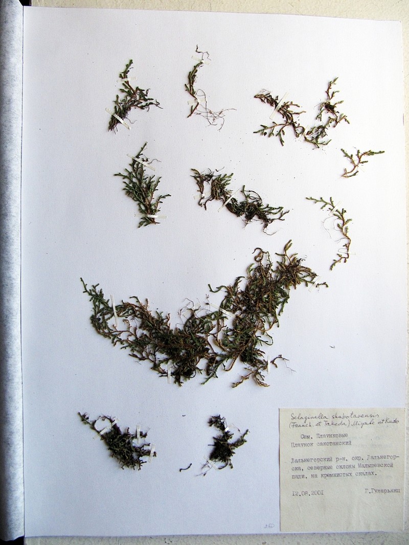 Selaginella shakotanensis photo 2