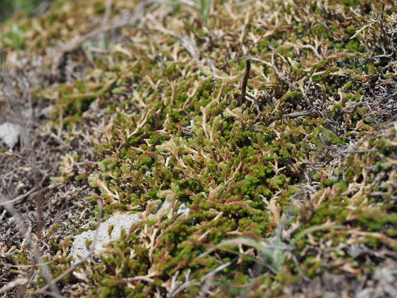 Selaginella shakotanensis photo 3