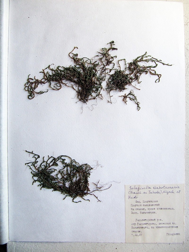 Selaginella shakotanensis photo 4