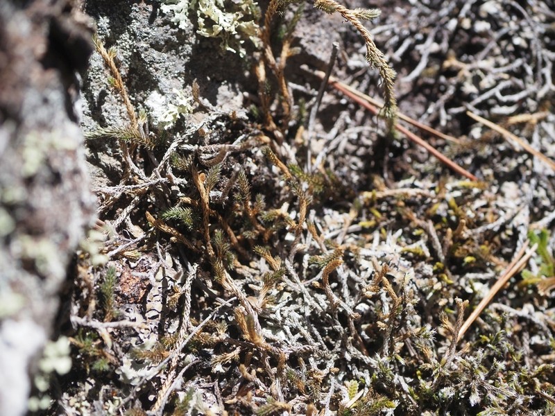 Selaginella shakotanensis photo 5