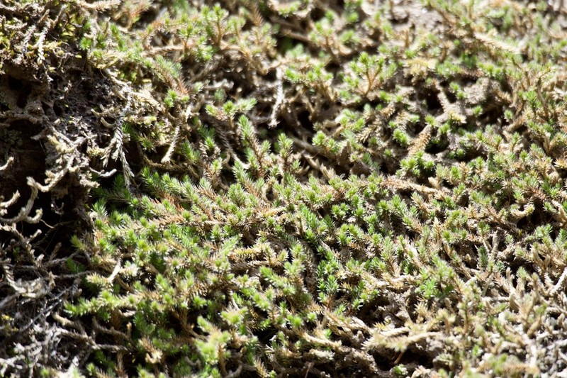 Selaginella shakotanensis photo 6